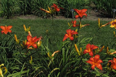 Planta hemerocallis cuidados Guía compelta