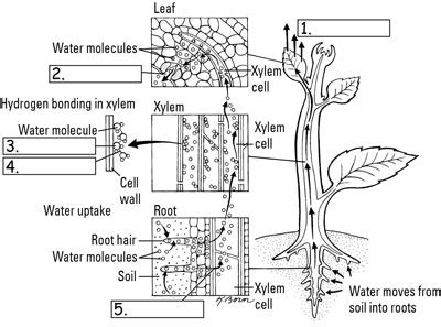 Transport In Plants Diagram