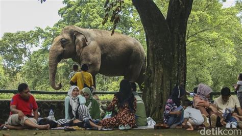 Antusias Warga Kunjungi Taman Margasatwa Ragunan