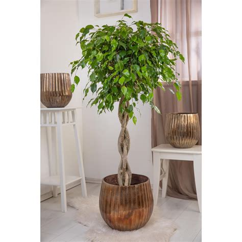 Planta verde Ficus Benjamina Exotica inaltime 61 cm Ø ghiveci 27 cm