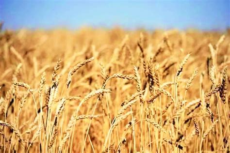 Centre Procures Mn Tonne Of Wheat So Far This Marketing Year