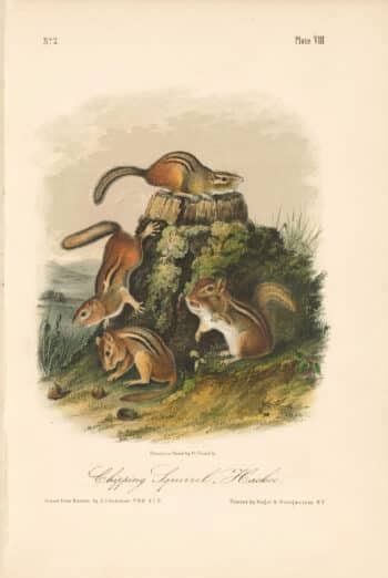 Audubon Bowen Octavo Pl Northern Hare Quadruped Octavo Edition