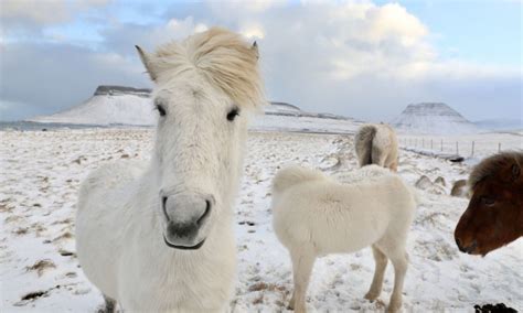 Desde Reikiavik Excursión de un día a Caballo y Círculo Dorado