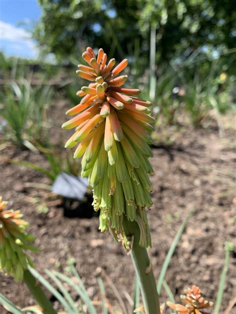 Kniphofia Hirsuta Fire Dance Andy Gladman