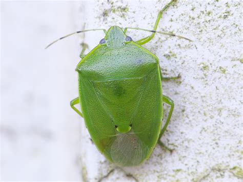 ツヤアオカメムシ ご近所の小さな生き物たち