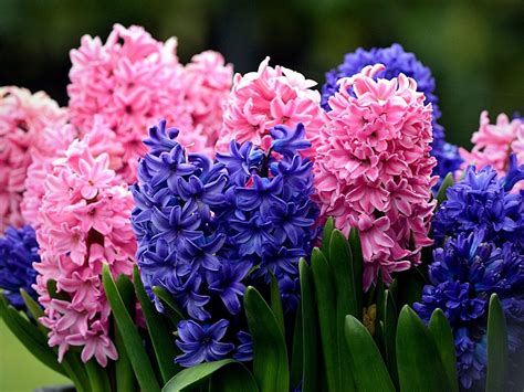 Hyacinth As Cut Flowers Best Flower Site