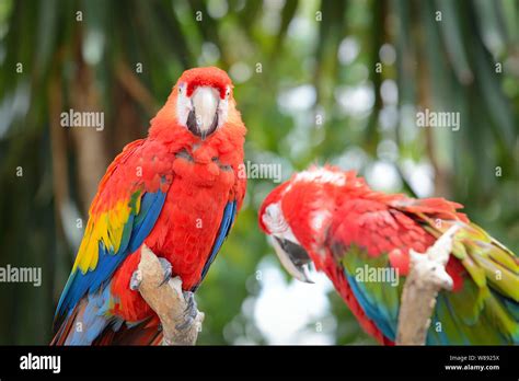 Red Ara Parrot Colorful Macaw Birds Sitting On The Branch Stock