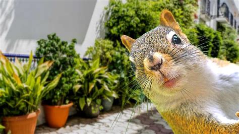 How To Keep Squirrels Out Of Potted Plants 11 Great Hacks