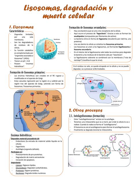 SOLUTION Lisosomas Y Muerte Celular Studypool