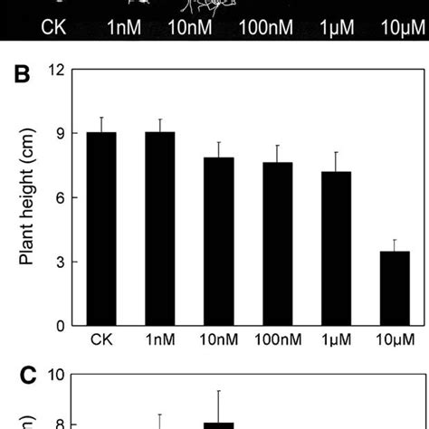 Phenotypes of transgenic plants can be mimicked by WT plants treated ... 