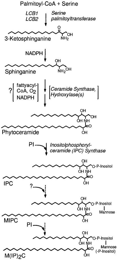 Pathway Of Sphingolipid Synthesis In S Cerevisiae Known Pathway