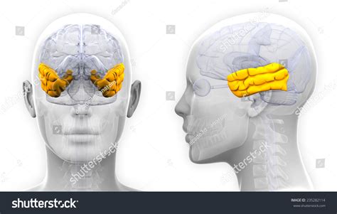 Female Temporal Lobe Brain Anatomy Isolated Stock Illustration