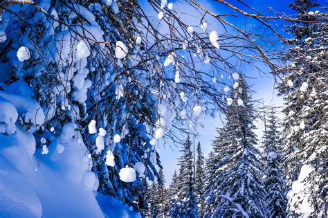 Download Forest Tree Snow Nature Winter Hd Wallpaper