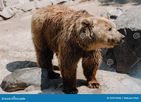 A Brown Bear Walks In The Zoo Cute Big Bear Rocky Landscape Nature