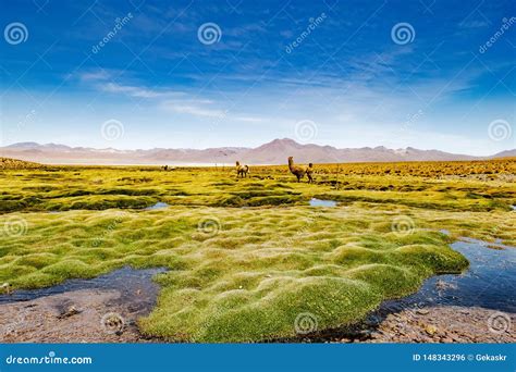 Bolivian Mountain Landscape Stock Photo Image Of Grass Outlook