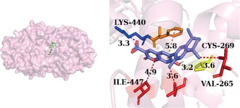 The 3d View Of The Molecular Docking Pattern Of Each Protein With Its