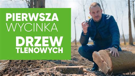 Pierwsza W Polsce Wycinka Drzew Tlenowych Youtube