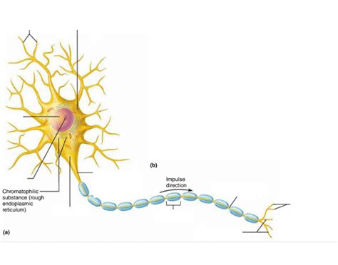 Motor Neuron Diagram Unlabeled