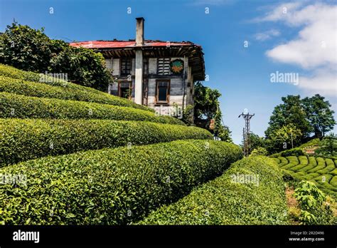 Tea Gardens Of Rize Stock Photo - Alamy