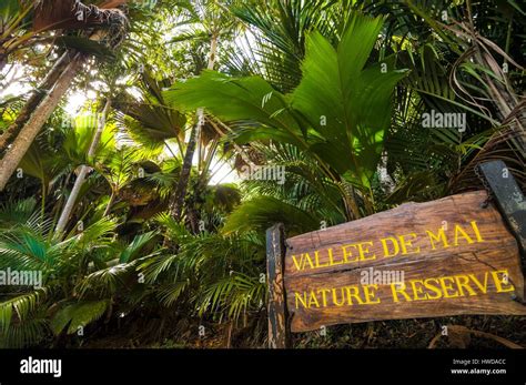 Seychelles Praslin Island Vallee De Mai National Park Listed As