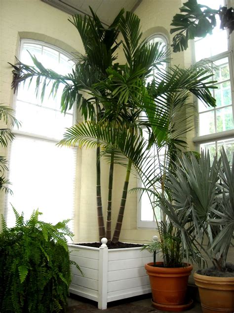 Bring on the Palms Indoors - Plantscapers