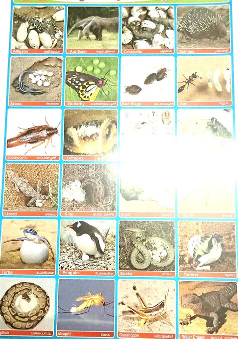 Mammals And Egg Laying Animals 3