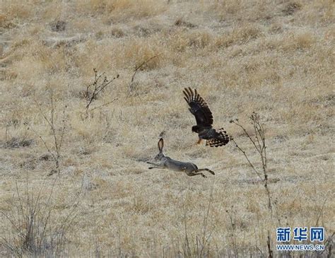 实拍老鹰抓兔子精彩瞬间 兔子成功逃脱追杀（图）凤凰资讯