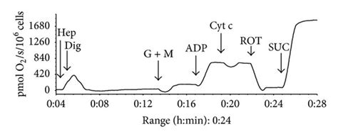 Mitochondrial Respiration Respiration Of Permeabilized A Control