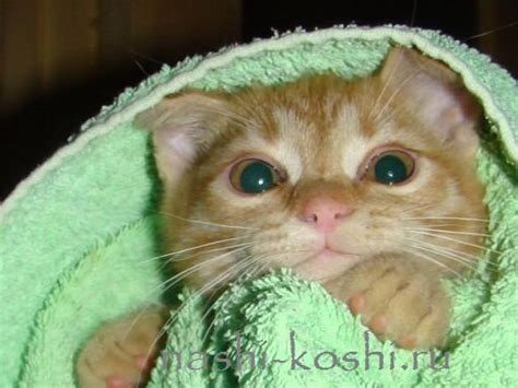 Аптечка для кошки | Все о кошках