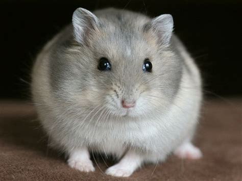 Winter White Russian Dwarf Hamster Its A Pascal Hamster Pics Cage