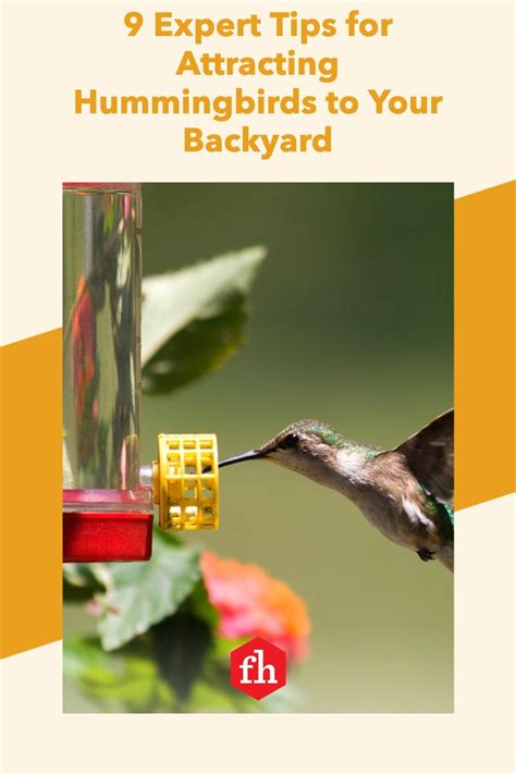 Attracting Hummingbirds Is Easy When You Start Thinking Like A