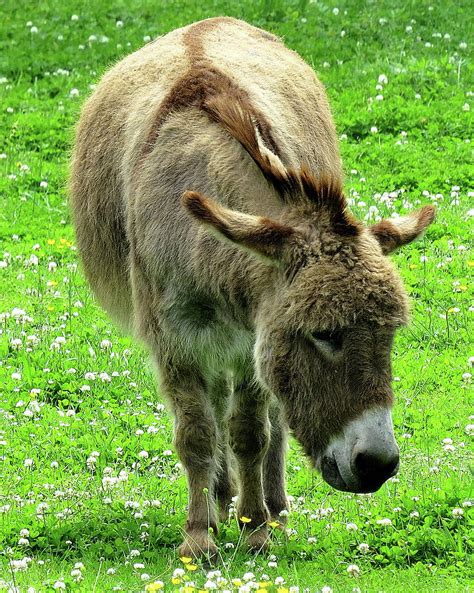 Farm Animals Two Donkey Photograph By Linda Stern Fine Art America