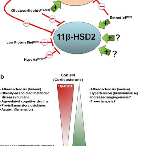 PDF Modulation of 11β Hydroxysteroid Dehydrogenase as a Strategy to