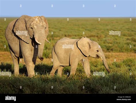 Elephant And Its Cub Hi Res Stock Photography And Images Alamy