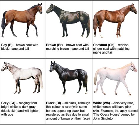 beginners guide  horses img racing  south wales