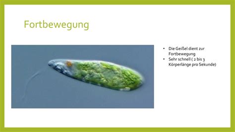 Ppt Euglenadeutsch Powerpoint Presentation Free Download Id