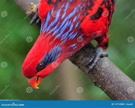 Papagaio Azul E Vermelho