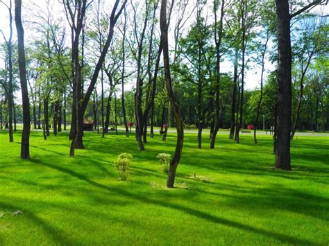 Parcul Alexandru Ioan Cuza Parc Din Bucuresti