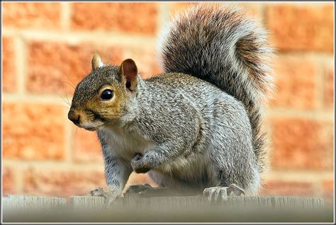 Eastern Grey Squirrel Suburban Animals Of Silicon Valley · Naturalista