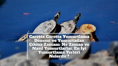 Caretta Caretta Yumurtlama Dönemi ve Yumurtadan Çıkma Zamanı Ne Zaman