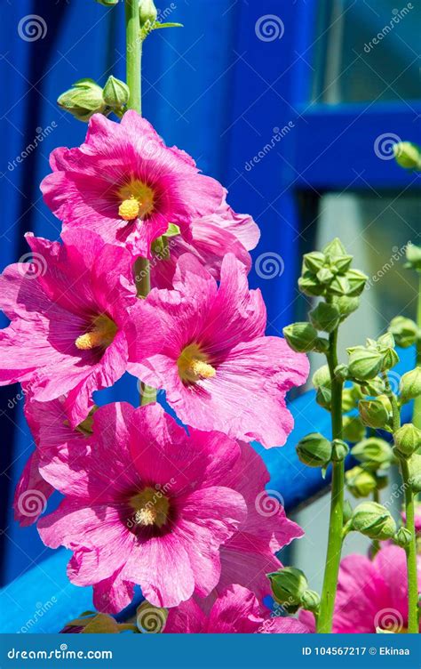 Flores De La Malva Una Planta Herbácea Con Los Troncos Melenudos Rosa