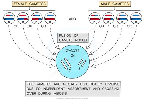 Aqa A Level Biology复习笔记4 3 7 The Outcomes And Processes Of Mitosis