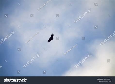 386 Carrion Eaters Images, Stock Photos & Vectors | Shutterstock