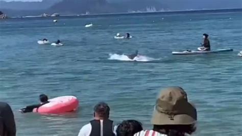 Enraged Dolphin Attacks Swimmers At Japanese Beach Au