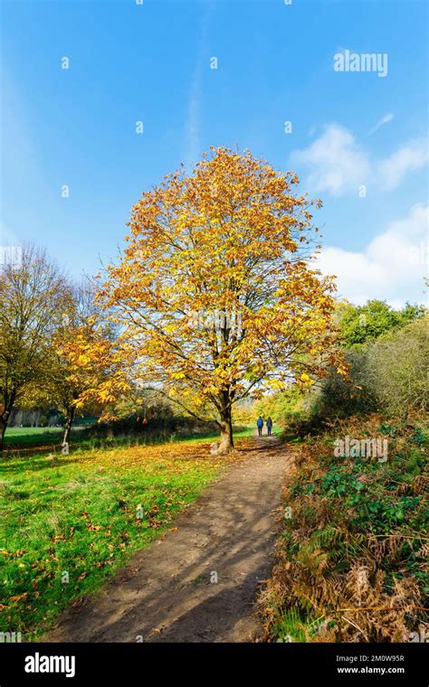 A Mature Horse Chestnut Tree Aesculus Hippocastanum In Autumn Colour