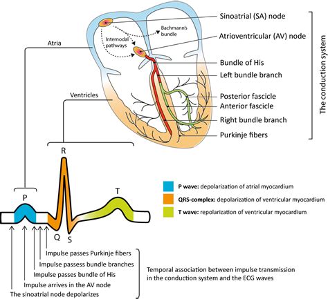 The Diagram Above Shows Components Of A Pacemaker Cell Pacem