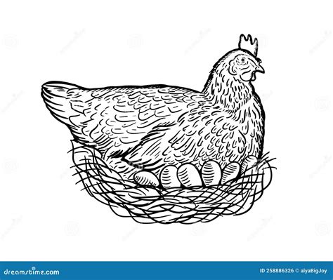 Broiler Hen Chicken In The Nest Laying Eggs Sketch Stock Vector