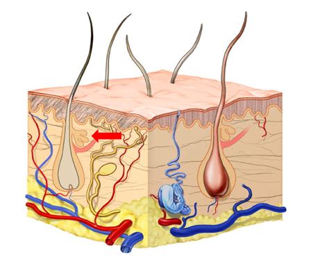 Figure Diagram Of Skin Structure Dermnet New Zealand Statpearls