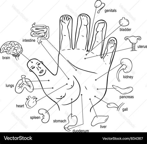 Acupuncture points on palm Royalty Free Vector Image