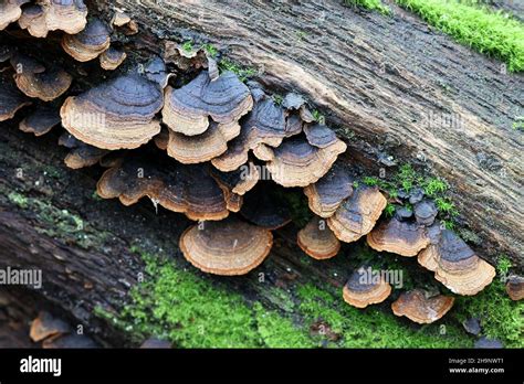 Hymenochaete Rubiginosa Known As Oak Curtain Crust Wild Fungus From